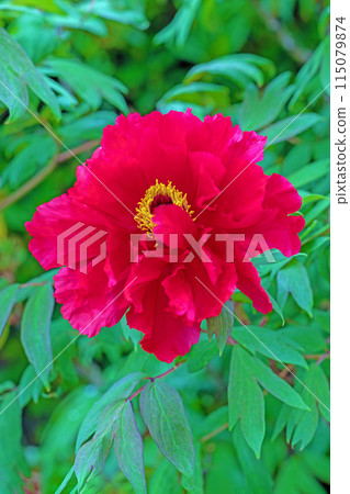 房子周圍的花朵隨季節而變化。 115079874