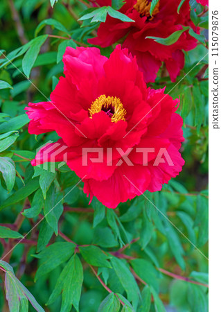 房子周圍的花朵隨季節而變化。 115079876