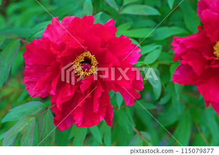 Flowers around the house, various in all four seasons. The trees in the nearby peony garden are colored with pink and red flowers. 115079877
