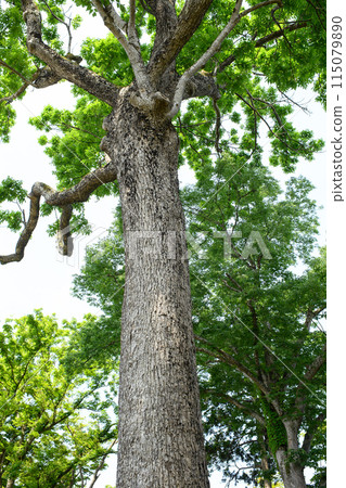 秋田縣前池田家花園,巨型八千田茂樹和櫸樹 秋田縣前池田家花園,巨型八千田茂樹和櫸樹 115079890