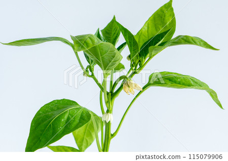 Green pepper seedlings Green pepper seedlings 115079906