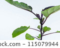 Eggplant seedlings 115079944