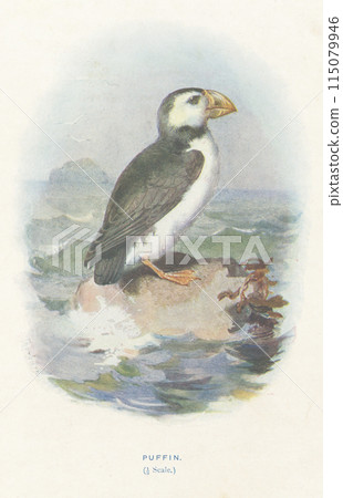 European Bird Guide: Atlantic Puffin 115079946