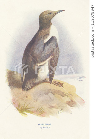 歐洲鳥類插畫Murre 歐洲鳥類插畫Murre 115079947