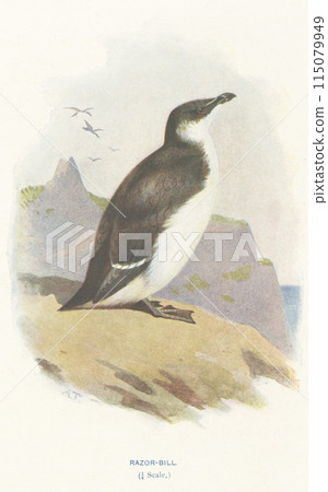 European Bird Guide: Great-billed Murre 115079949