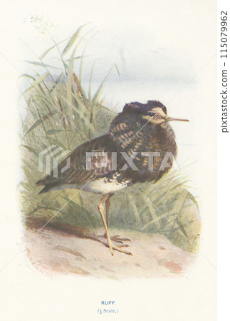 European Bird Guide: Ruff 115079962