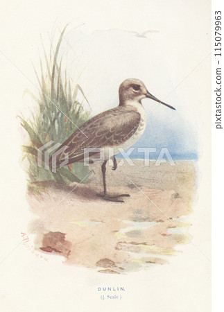 歐洲鳥類插畫鷸 歐洲鳥類插畫鷸 115079963