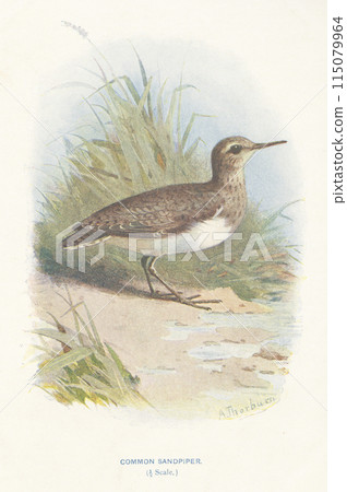 歐洲鳥類插畫鷸 歐洲鳥類插畫鷸 115079964