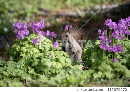 Primroses and Ezoris 115079970