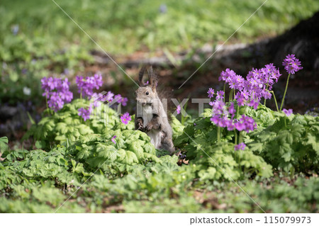 Primroses and Ezoris 115079973