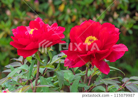 Flowers around the house, various in all four seasons. The trees in the nearby peony garden are colored with pink and red flowers. 115079987