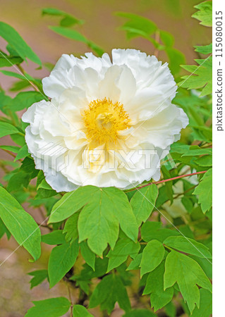 The flowers around the house, various in the four seasons, and the trees in the peony garden are shining white in the soft spring light. 115080015