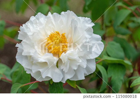 房子周圍鮮花盛開 - 不同的季節 - 牡丹園裡的樹木在蒼白的春光下閃閃發光 115080018