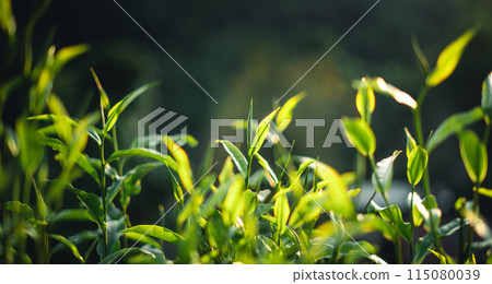 Green tea buds and leaves With natural evening light 115080039