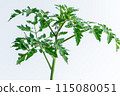 Tomato seedlings 115080051