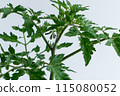 Tomato seedlings 115080052