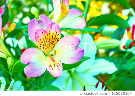 Nice summer blooming yellow pink lilies in light green garden Nice summer blooming yellow pink lilies in light green garden 115080104