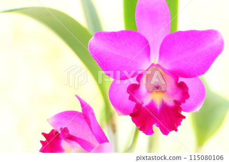 Pink Cattleya close-up on a light background 115080106