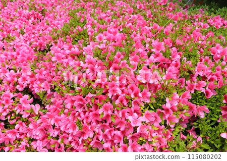 Satsuki in full bloom Satsuki in full bloom 115080202