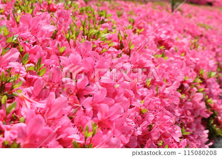 Satsuki in full bloom 115080208