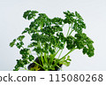 Parsley seedlings 115080268