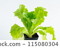 Lettuce seedlings 115080304