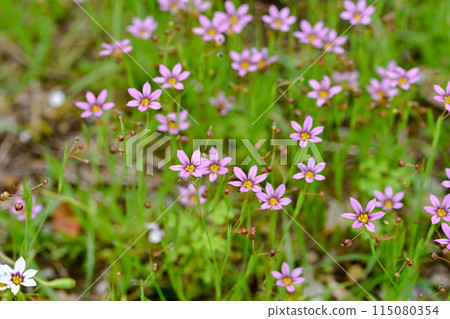 Niwazekishou Niwazekishou 115080354