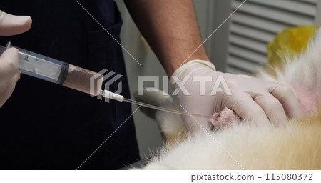 The veterinarian flushes the dog's bladder through an inserted urinary catheter. The veterinarian injects the solution from a syringe into the urinary catheter and collects it back. 115080372