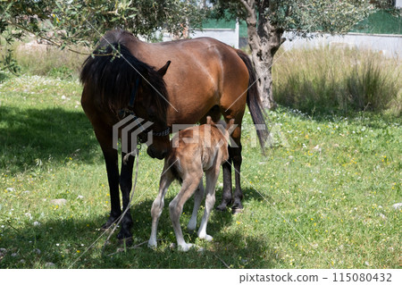 little foal brown horse I hid behind my mom the summer, playing hide and seek 115080432