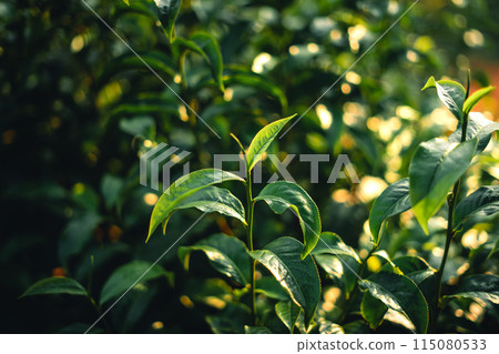 Green tea buds and leaves With natural evening light 115080533