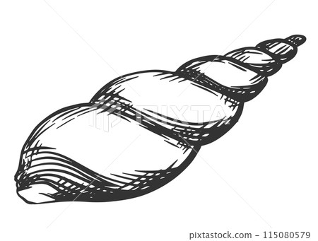 Sea shell on a white background. Vector linear illustration with engraving effect. Clipart in vintage style for nautical design. Sea shell on a white background. Vector linear illustration with engraving effect. Clipart in vintage style for nautical design. 115080579