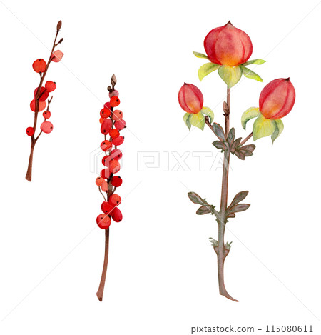 Branch of red berries winterberry holly hypericum. Hand drawn watercolor botanical illustration. Single object isolated on white background. Design wedding love cards, florist shop, Christmas bouquet. 115080611