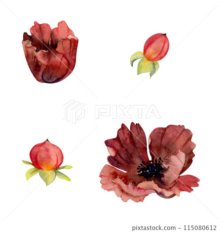 Branch of red berries winterberry holly hypericum, flower poppy anemone peony rose. Hand drawn watercolor botanical illustration. Single object isolated white background. Design wedding, florist shop 115080612