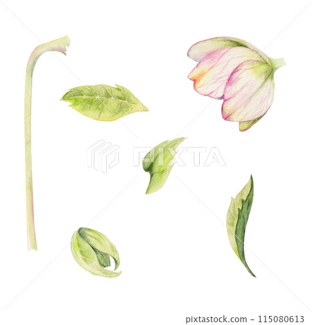 Pink hellebore, lenten rose winter flower, leaves, stem. Hand drawn watercolor botanical illustration. Single object isolated on white background. Design wedding cards, florist shop, Christmas bouquet 115080613