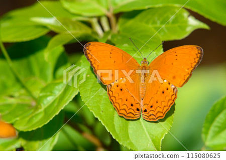 Beautiful orange Cirrochroa aoris butterfly to green leaf in in Ban Krang Camp, Kaeng Krachan National Park in Thailand. Beautiful orange Cirrochroa aoris butterfly to green leaf in in Ban Krang Camp, Kaeng Krachan National Park in Thailand. 115080625