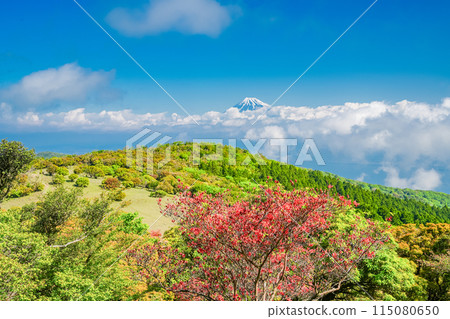 (Shizuoka Prefecture) Mount Fuji as seen from Mount Kinkanzan and Mount Daruma Plateau, where mountain azaleas bloom 115080650