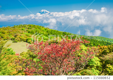 (Shizuoka Prefecture) Mount Fuji as seen from Mount Kinkanzan and Mount Daruma Plateau, where mountain azaleas bloom 115080652