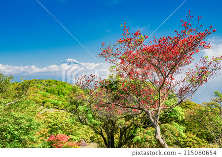 (Shizuoka Prefecture) Mount Fuji as seen from Mount Kinkanzan and Mount Daruma Plateau, where mountain azaleas bloom (Shizuoka Prefecture) Mount Fuji as seen from Mount Kinkanzan and Mount Daruma Plateau, where mountain azaleas bloom 115080654