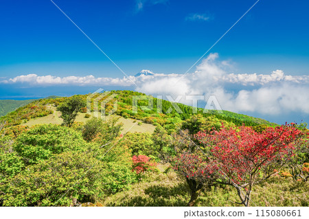 (Shizuoka Prefecture) Mount Fuji as seen from Mount Kinkanzan and Mount Daruma Plateau, where mountain azaleas bloom (Shizuoka Prefecture) Mount Fuji as seen from Mount Kinkanzan and Mount Daruma Plateau, where mountain azaleas bloom 115080661