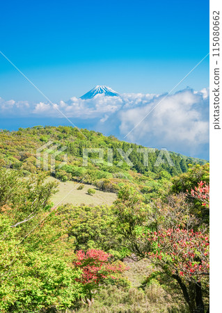 (Shizuoka Prefecture) Mount Fuji as seen from Mount Kinkanzan and Mount Daruma Plateau, where mountain azaleas bloom 115080662