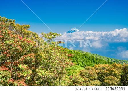 (Shizuoka Prefecture) Mount Fuji as seen from Mount Kinkanzan and Mount Daruma Plateau, where mountain azaleas bloom 115080664