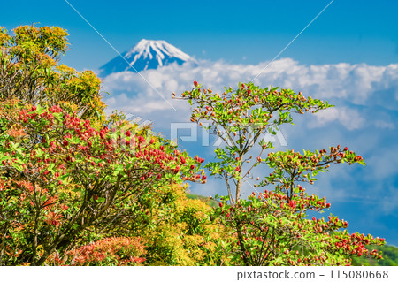 （靜岡縣）從達摩山高原看到的富士山和杜鵑花盛開的金關山 115080668
