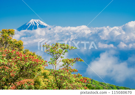 (靜岡縣)從達摩山高原看到的富士山和杜鵑花盛開的金關山 (靜岡縣)從達摩山高原看到的富士山和杜鵑花盛開的金關山 115080670