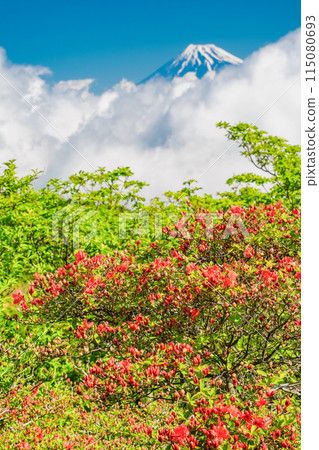 （靜岡縣）從達摩山高原看到的富士山和杜鵑花盛開的金關山 115080693