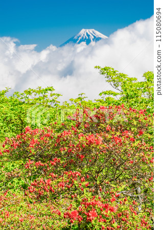 (Shizuoka Prefecture) Mount Fuji as seen from Mount Kinkanzan and Mount Daruma Plateau, where mountain azaleas bloom 115080694