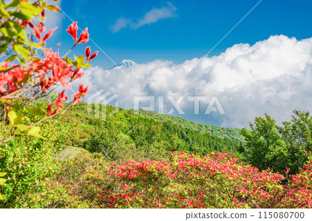 (Shizuoka Prefecture) Mount Fuji as seen from Mount Kinkanzan and Mount Daruma Plateau, where mountain azaleas bloom 115080700