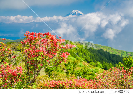 （靜岡縣）從達摩山高原看到的富士山和杜鵑花盛開的金關山 115080702