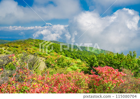（靜岡縣）從達摩山高原看到的富士山和杜鵑花盛開的金關山 115080704