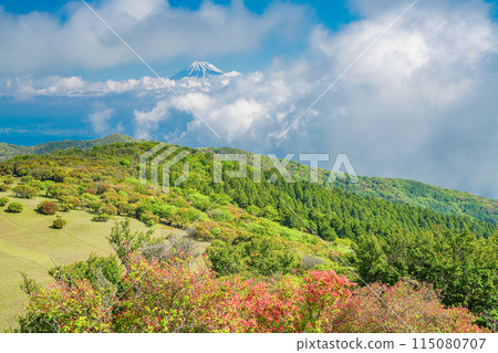 (靜岡縣)從達摩山高原看到的富士山和杜鵑花盛開的金關山 (靜岡縣)從達摩山高原看到的富士山和杜鵑花盛開的金關山 115080707