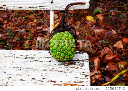 Pandanus fruits growing along Hoshizuna Beach, Taketomi Island 115080742